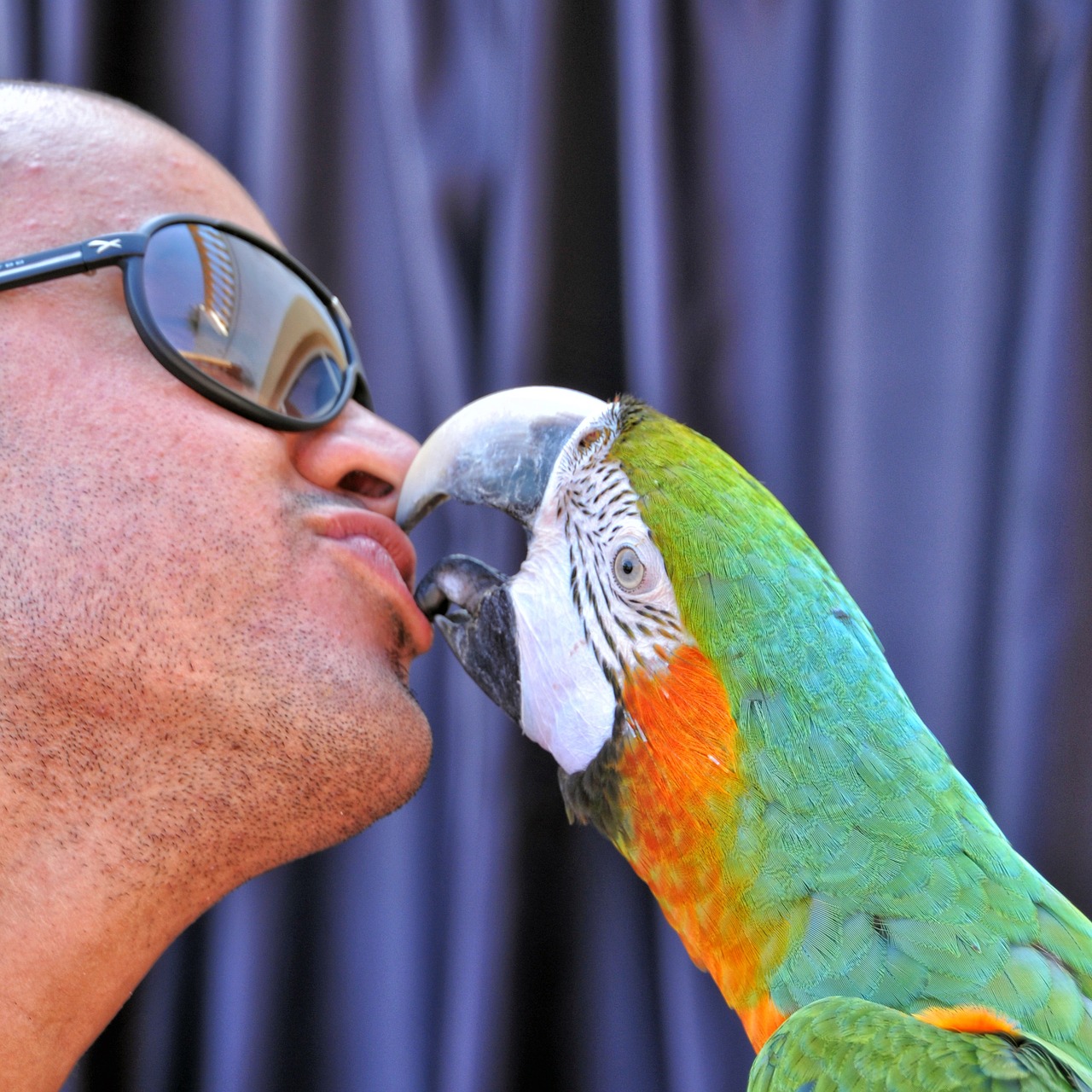 ara ararauna kiss parrot free photo