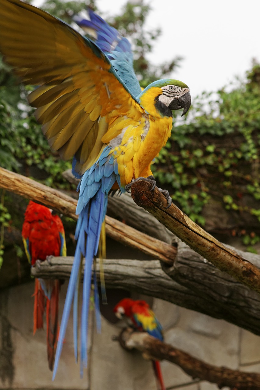 macaw ararauna parrot free photo