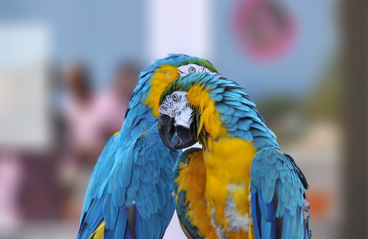 ara ararauna  kiss  parrot free photo