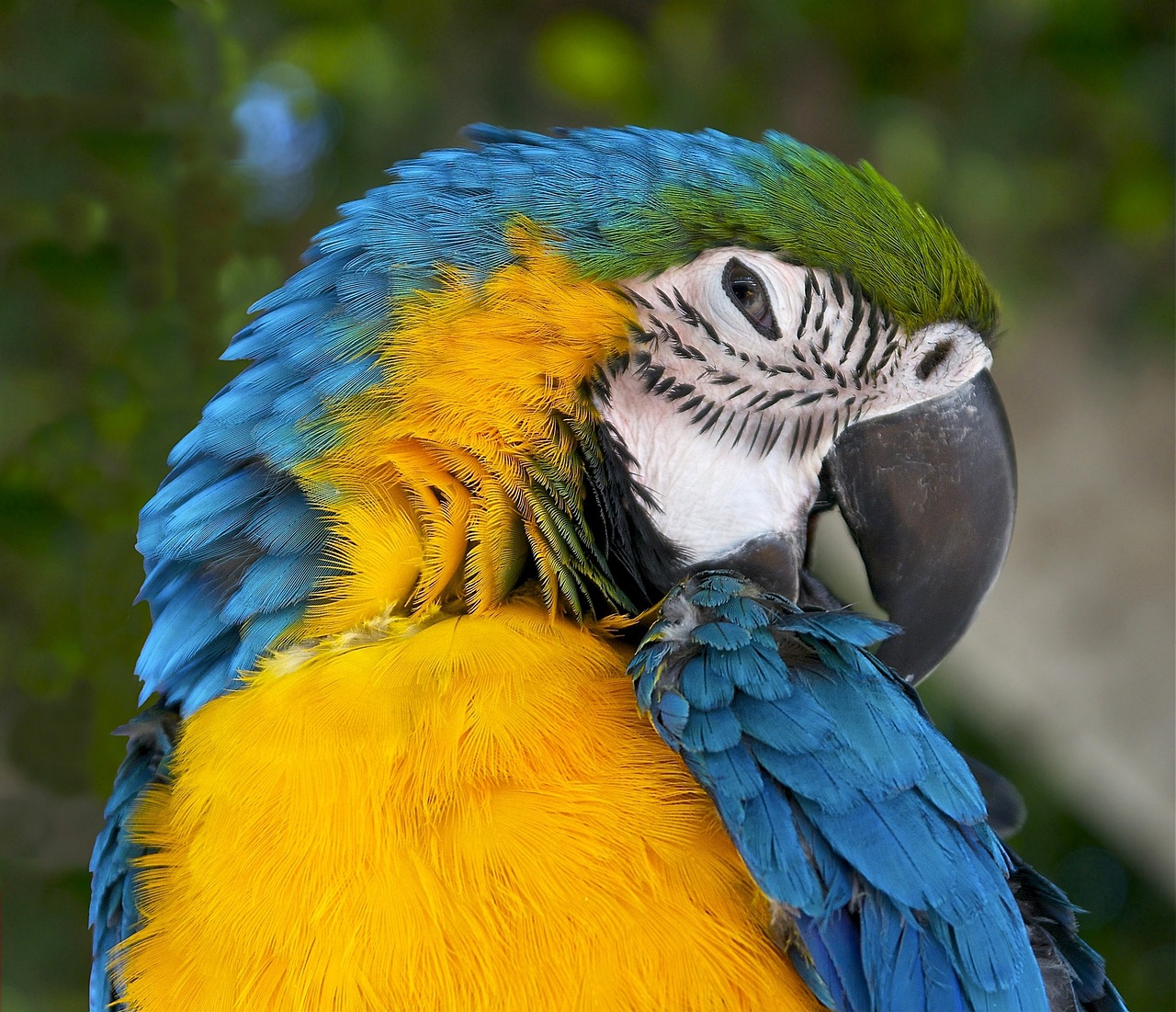 ara ararauna blue-and-yellow macaw blue-and-gold-macaw free photo