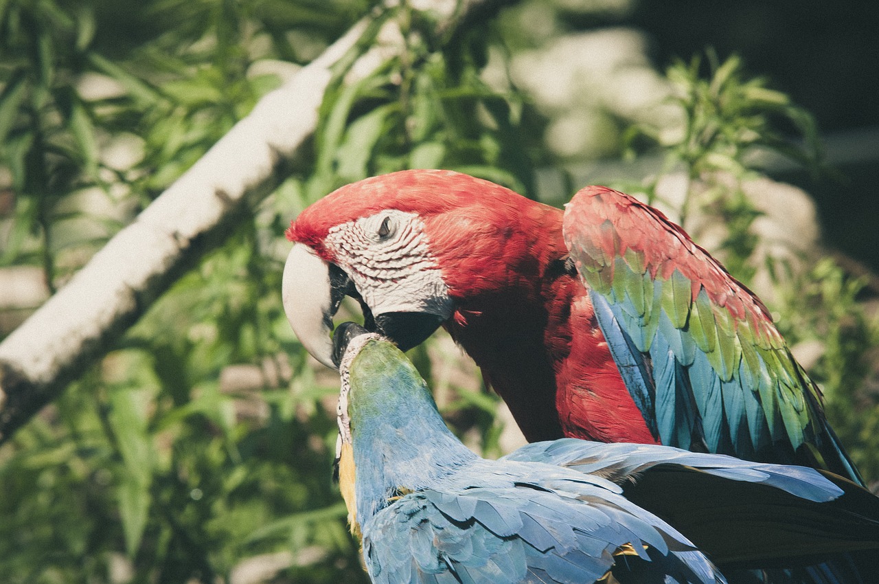 ara erythrocephala ara parrot free photo