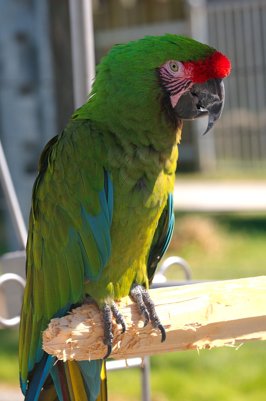 ara militaris military macaw parrot free photo