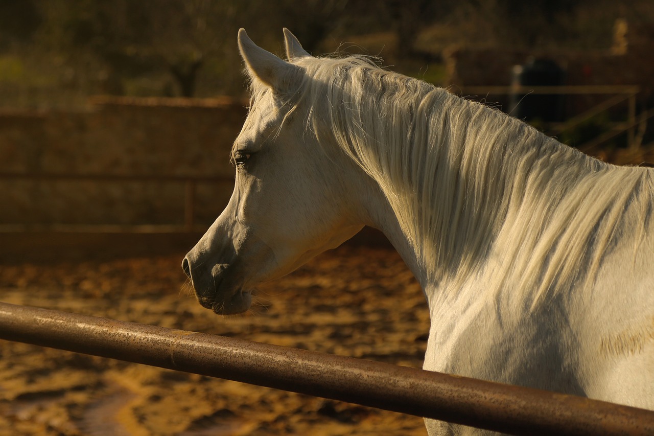 arab horse animal free photo