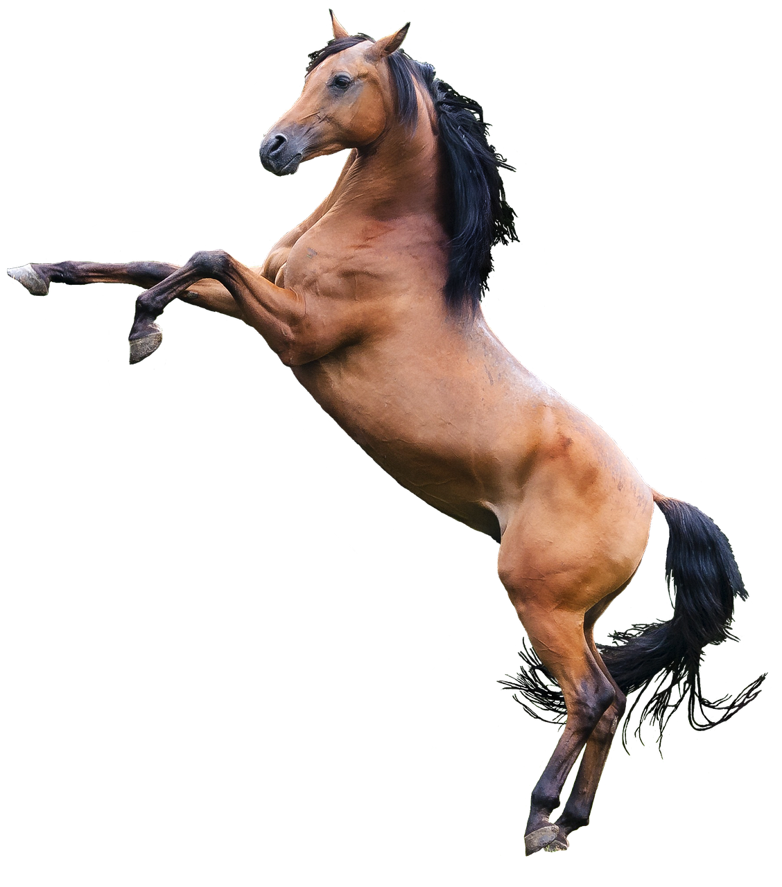 arabian horse stallion free photo