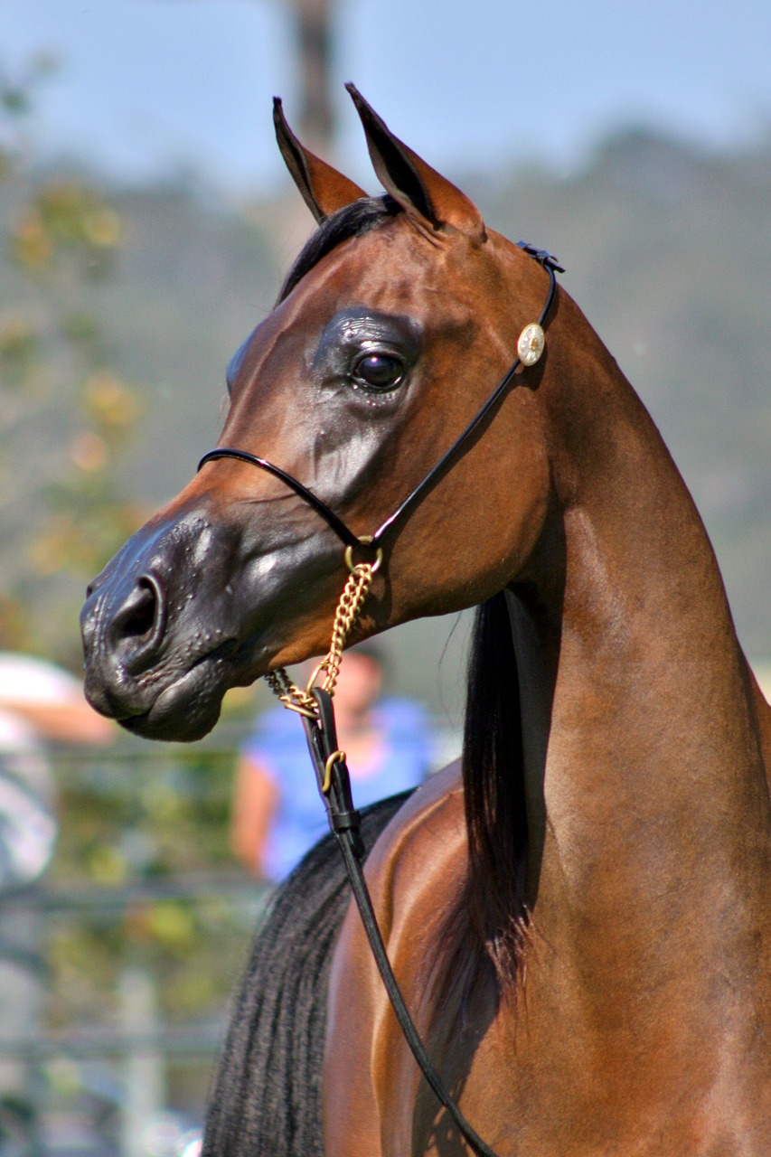 arabian horse equine free photo