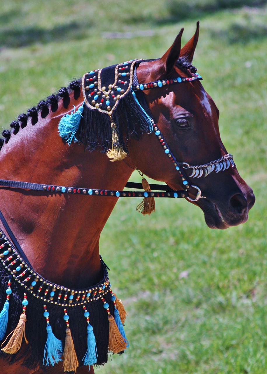 arabian arabian horses horses free photo