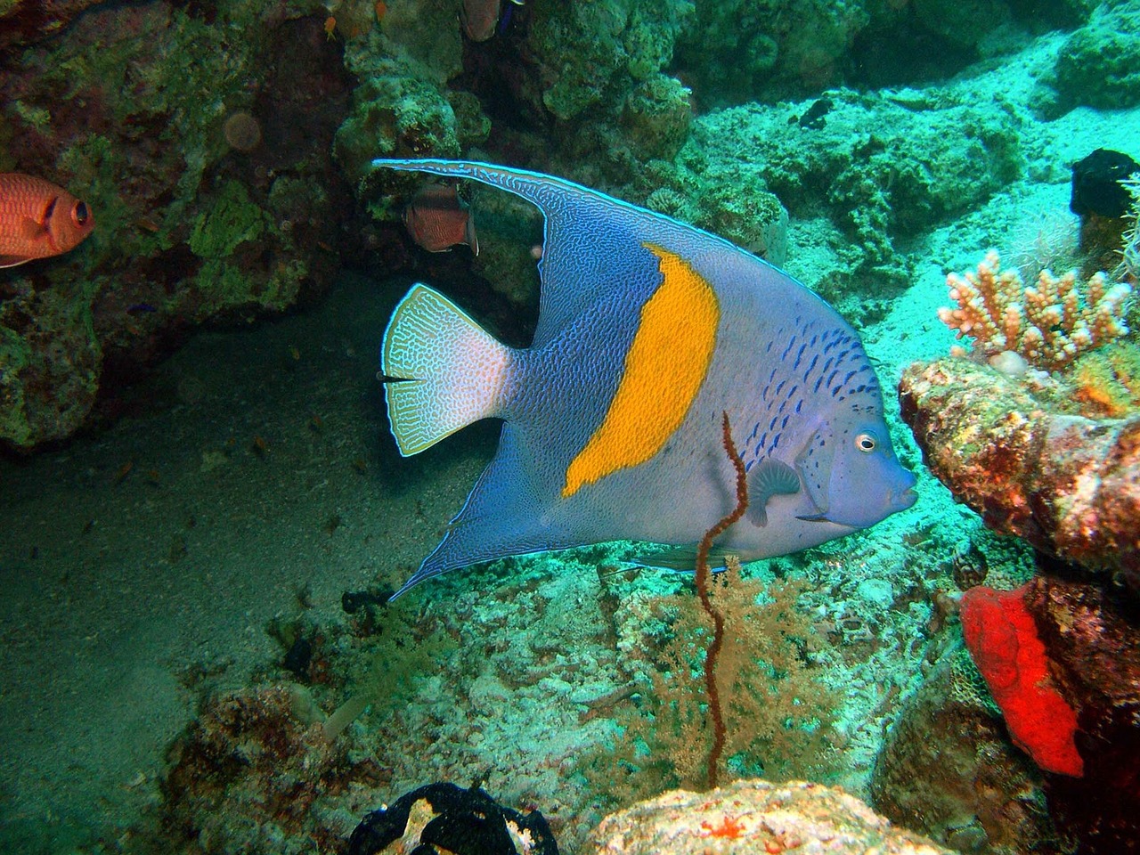 arabian angelfish fish ocean free photo