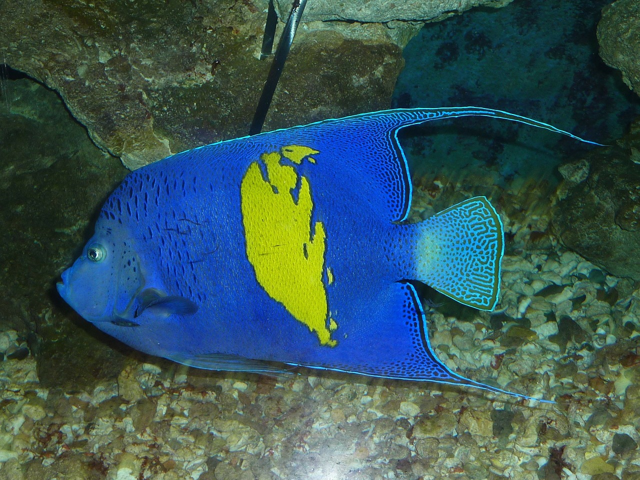 arabian angelfish fish blue free photo