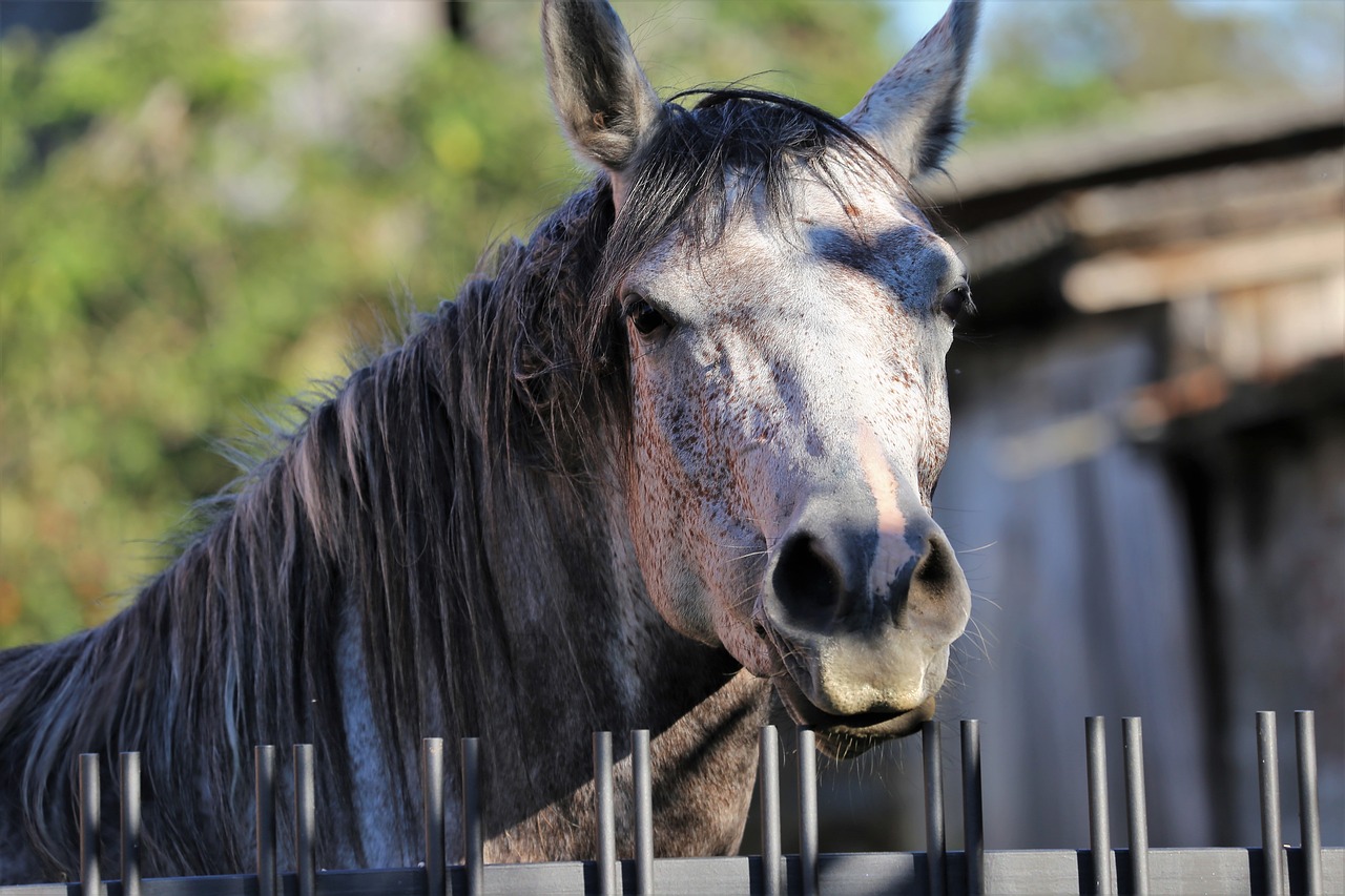 arabian horse  head  animal free photo