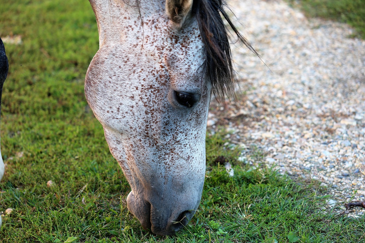 arabian horse  pasture  grass free photo