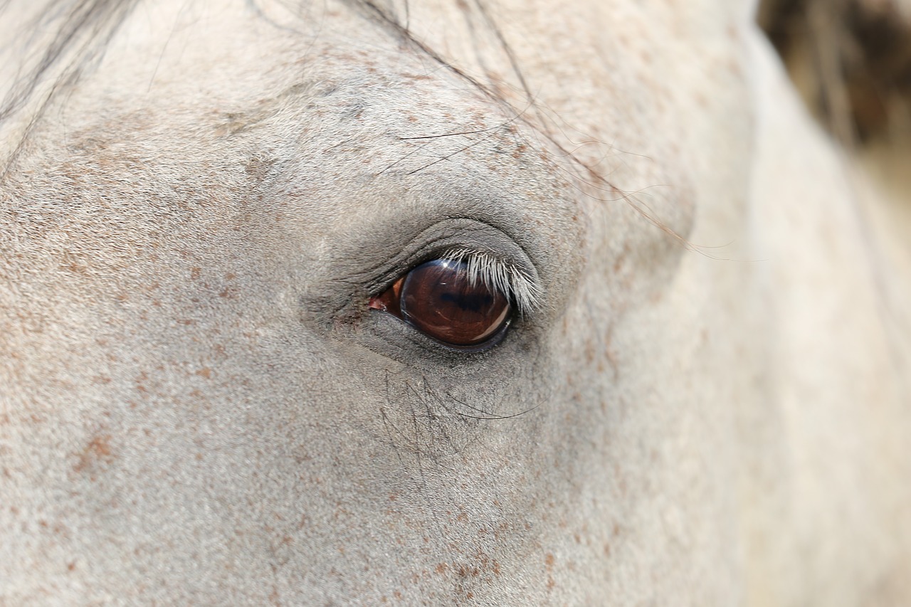 arabian horse  eye  head free photo