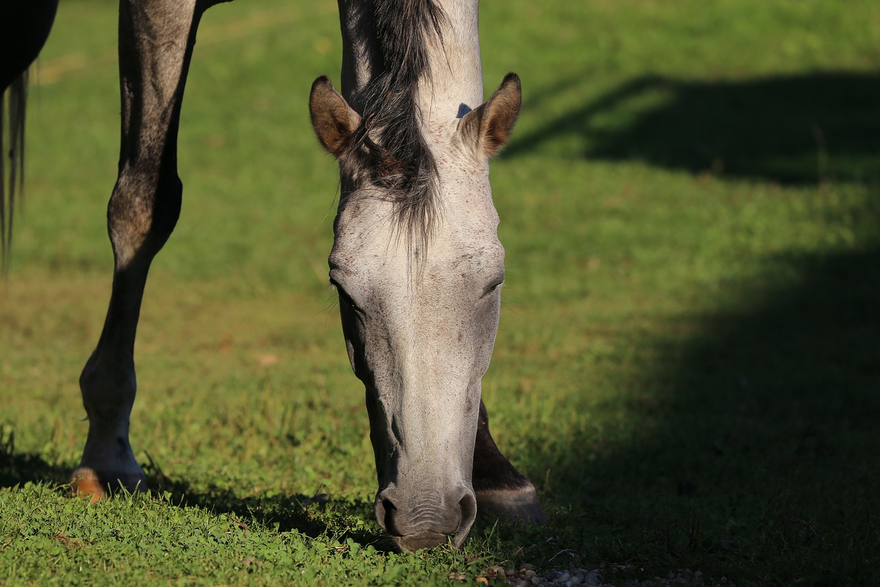 arabian horse  animal  head free photo