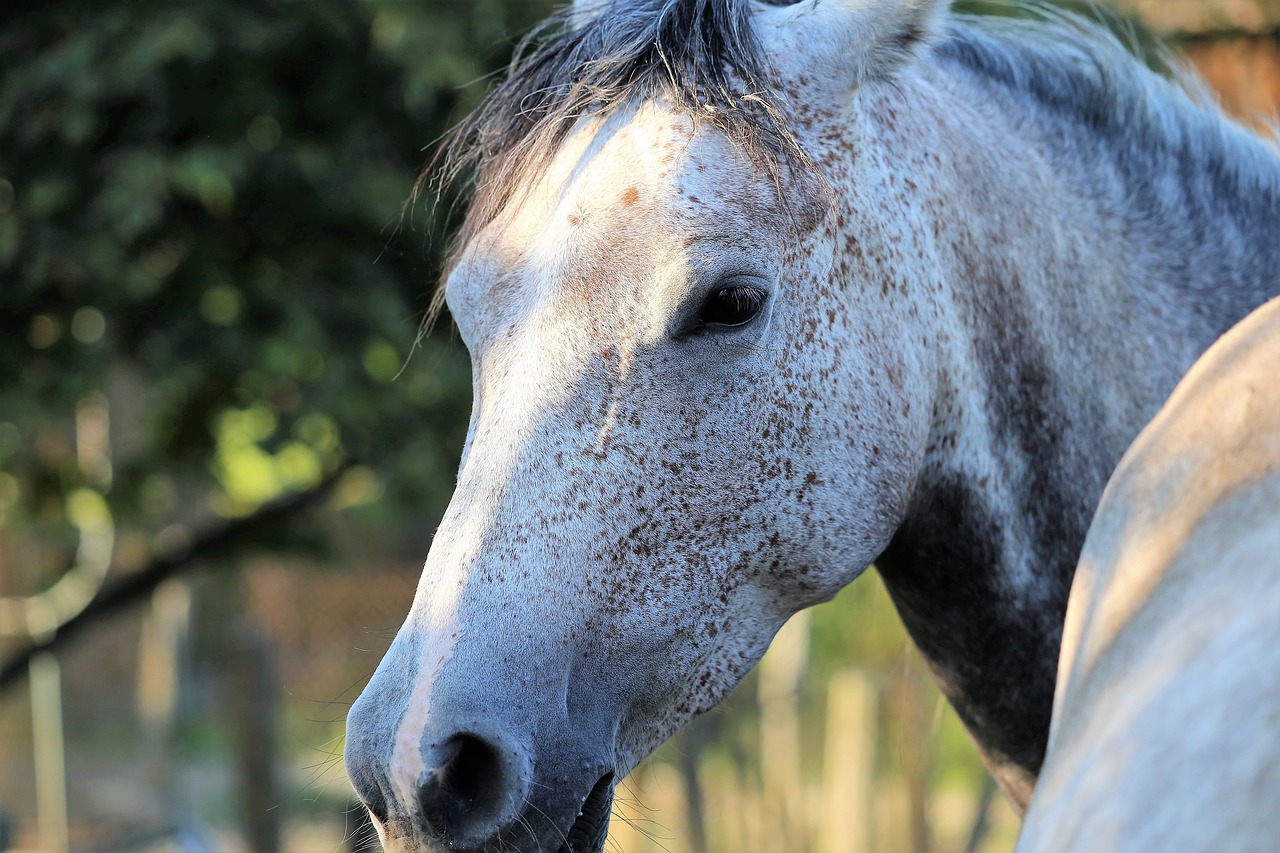 arabian horse  animal  head free photo