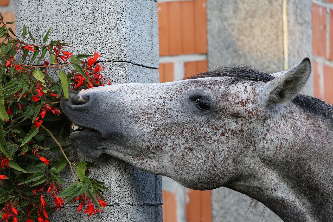 arabian horse  head  eating flowers free photo