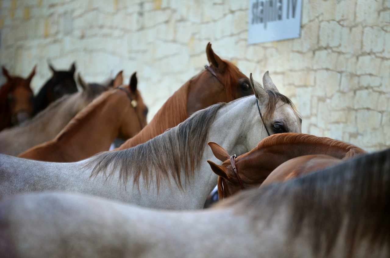 arabian horse  horses  line free photo