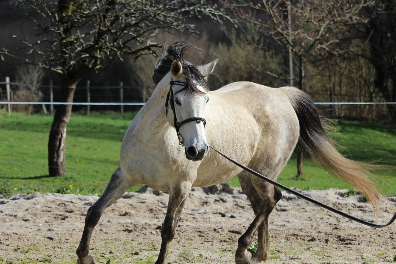 arabian horse  horses  horse free photo