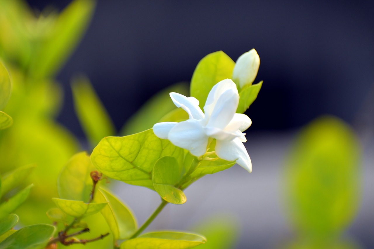 arabian jasmine jasminum sambac motia free photo