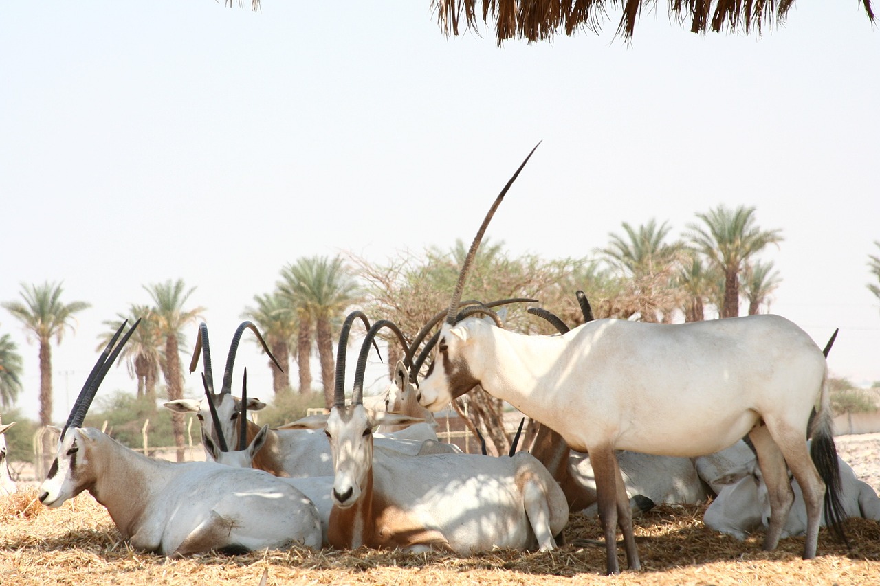 arabian oryx antelope wildlife free photo
