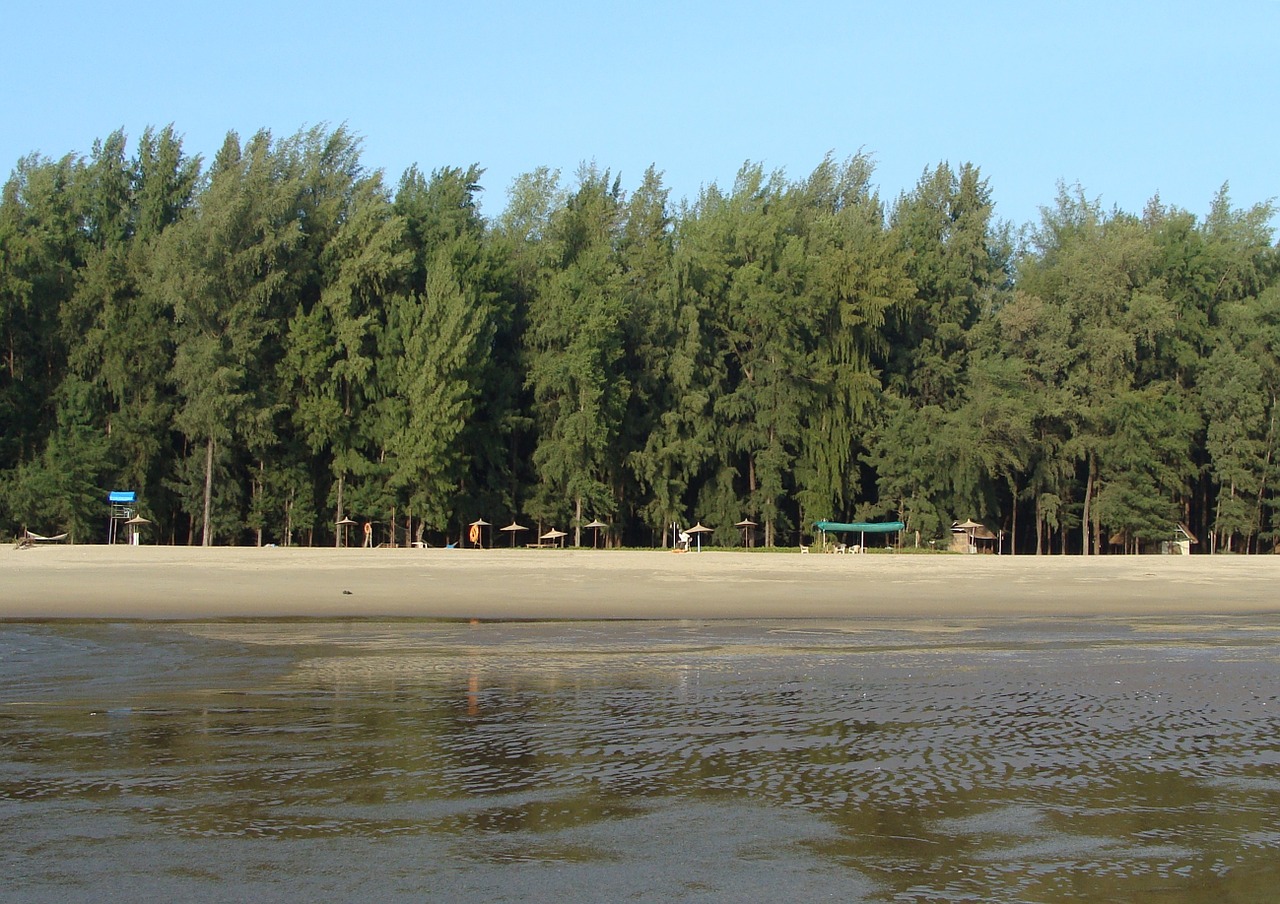 arabian sea forest india free photo