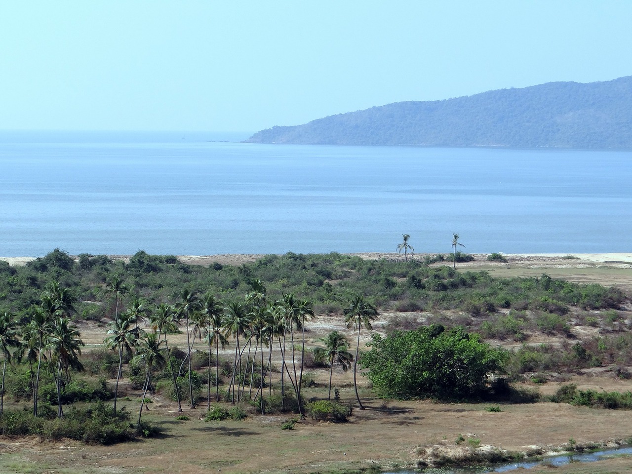 arabian sea inlet coconut palms free photo