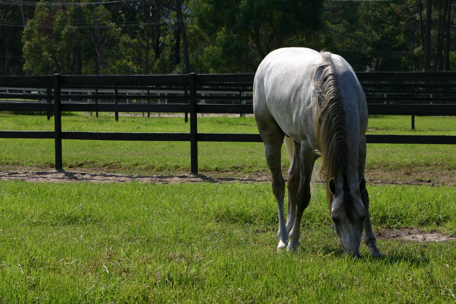 horse arabian arabian free photo