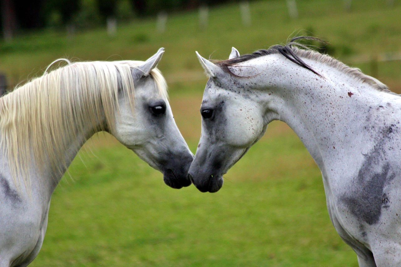 arabians horses equines free photo