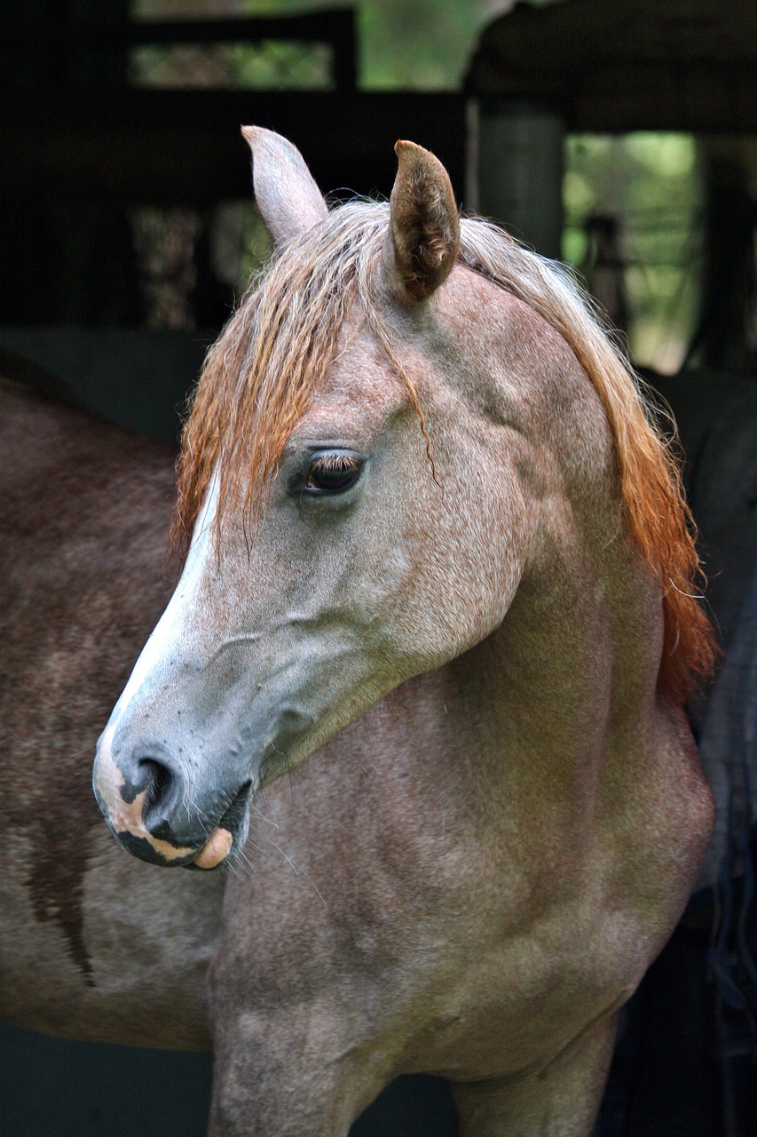 arabians grey filly free photo