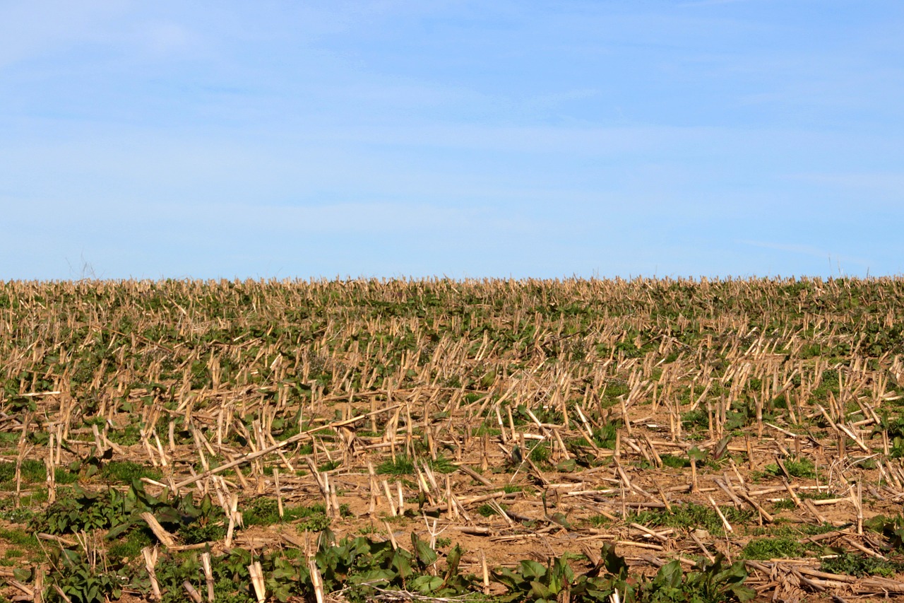 arable field corn stubble free photo