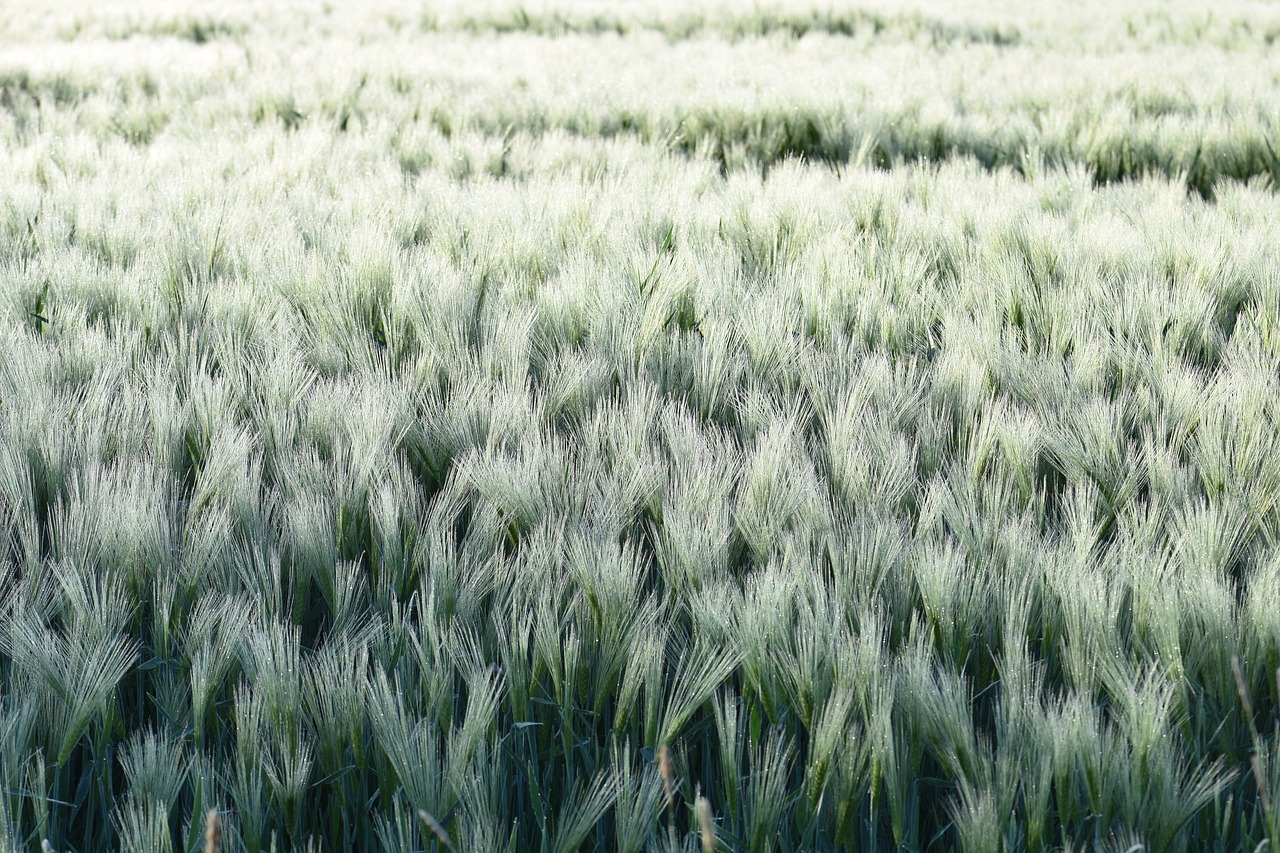 arable cereals field free photo