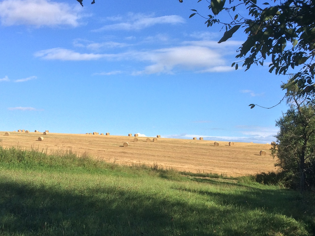 arable wheat harvest free photo