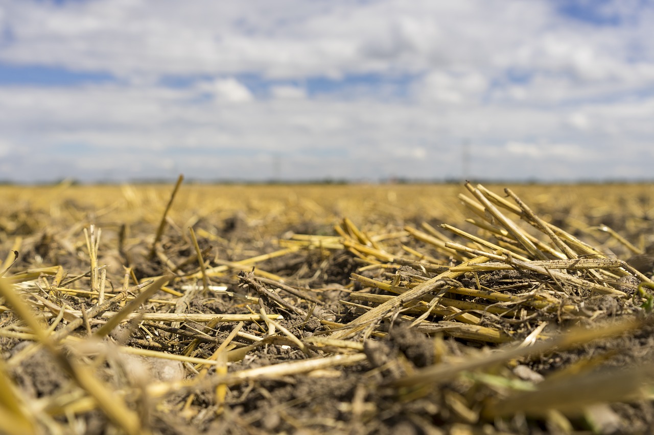 arable field cereals free photo