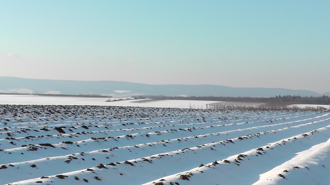 arable field wintry free photo