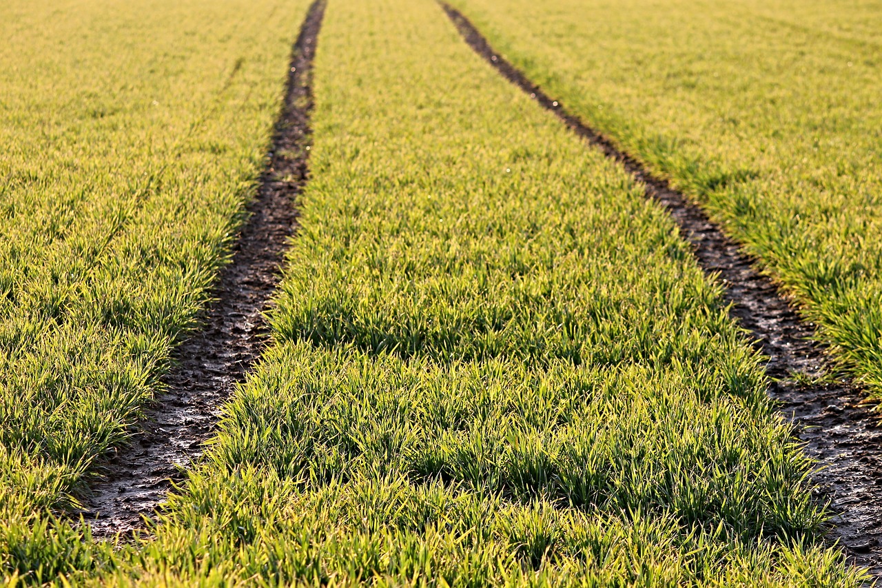 arable traces cereals free photo