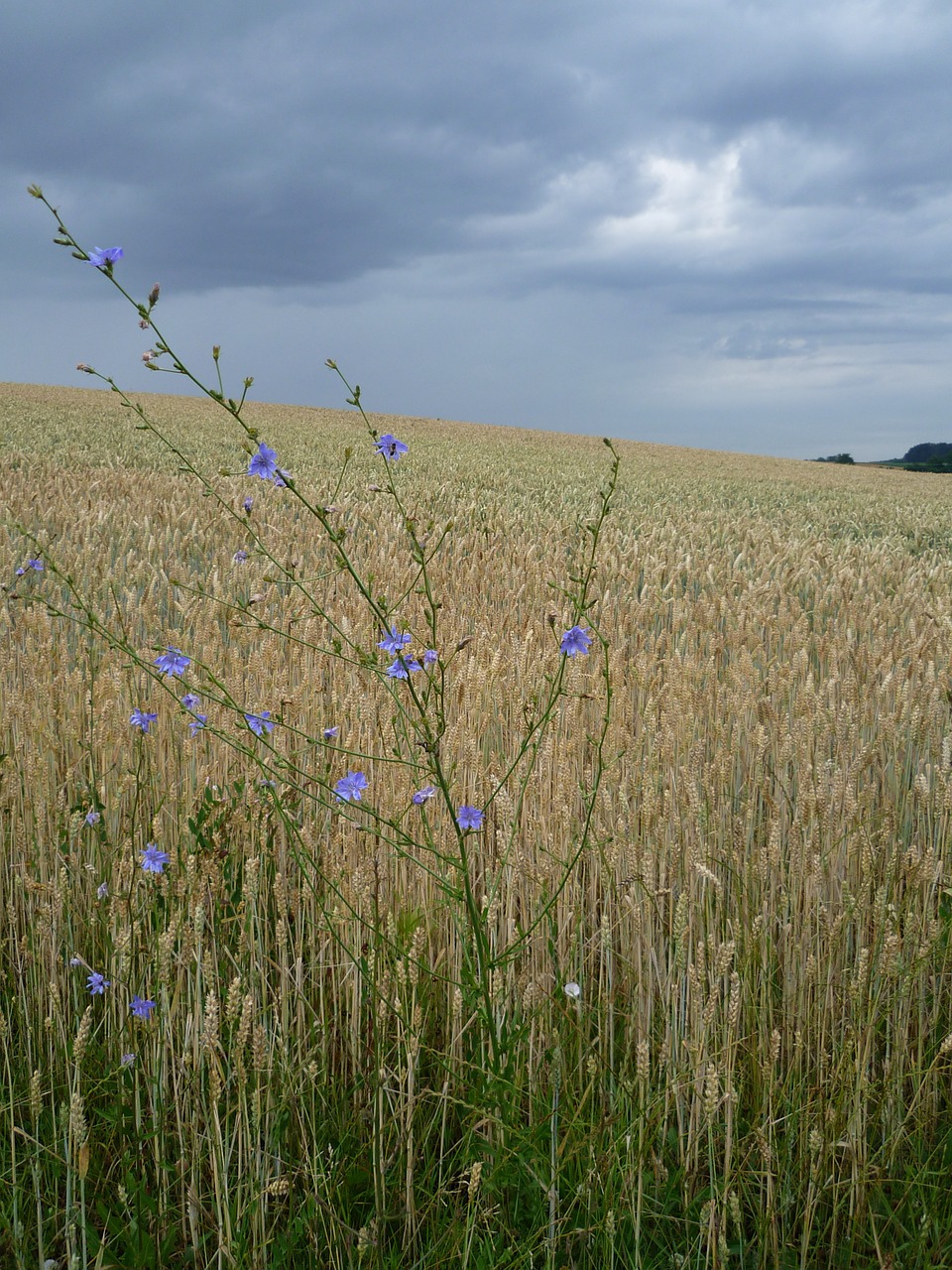 arable wheat field chicory free photo