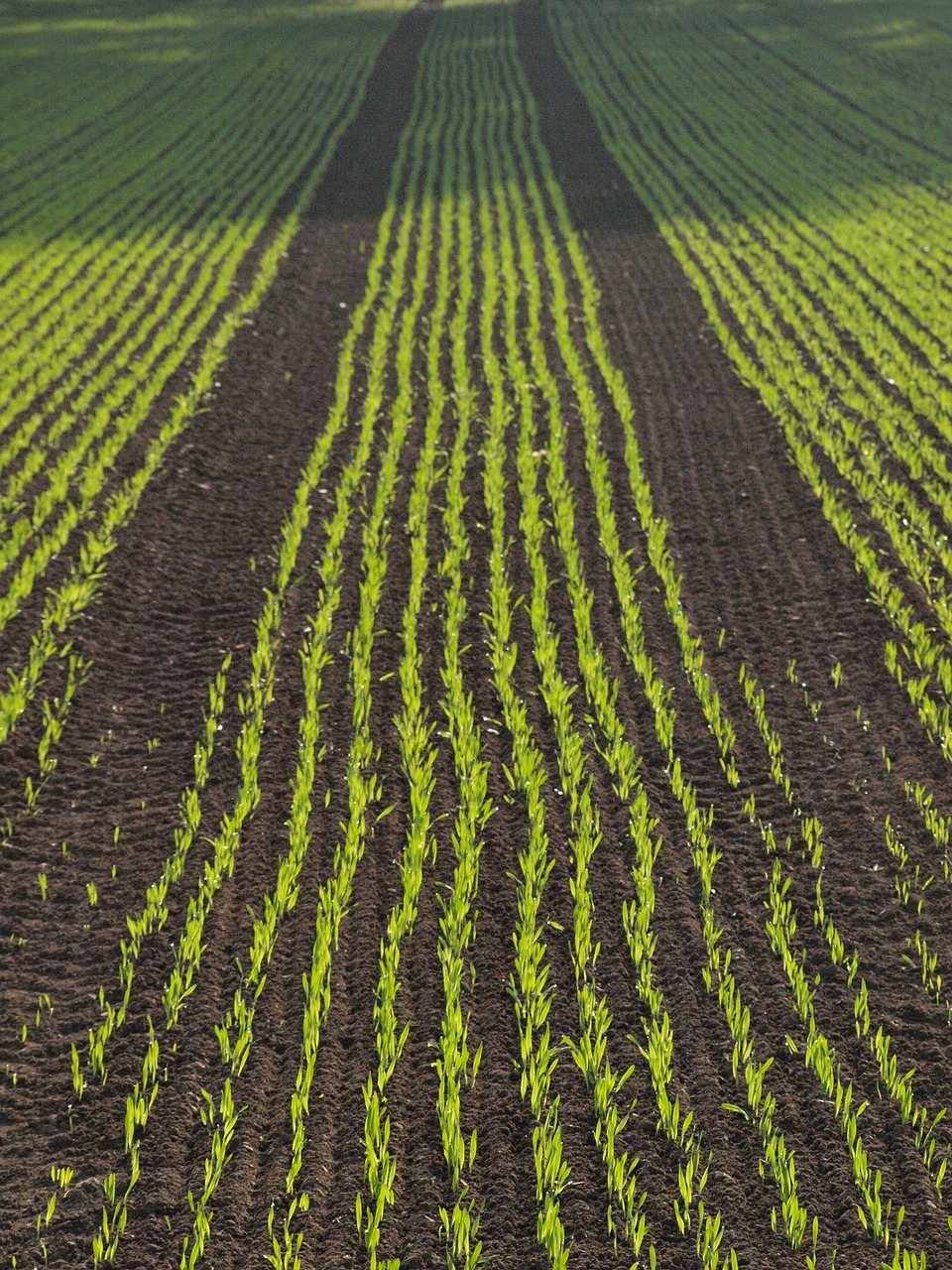 arable field corn free photo