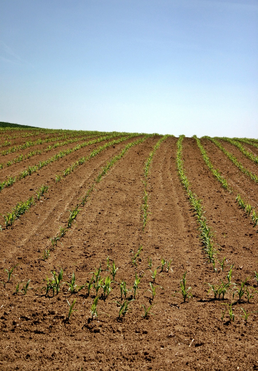 arable field corn free photo