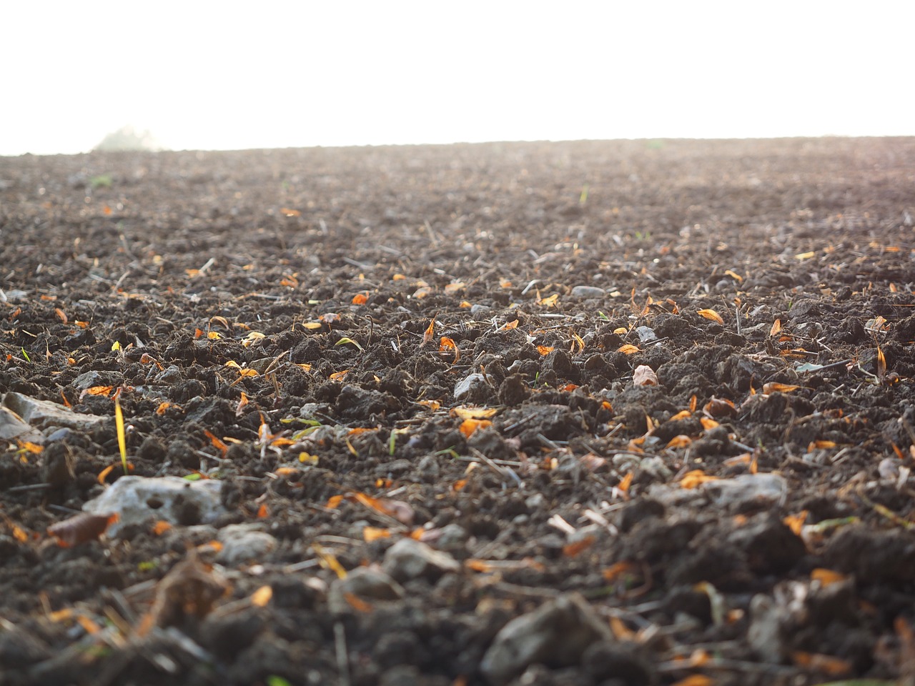 arable field arable land free photo