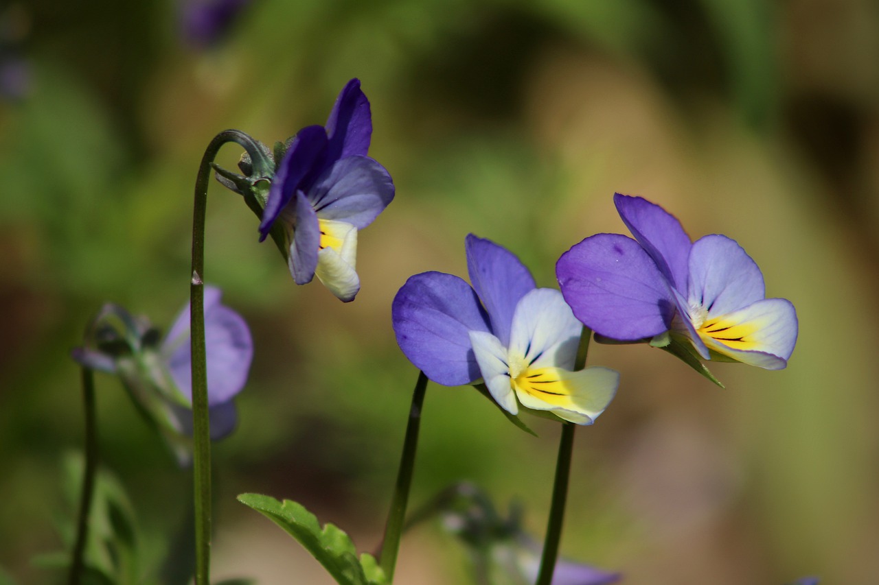 arable violets  violet plant  pansy free photo