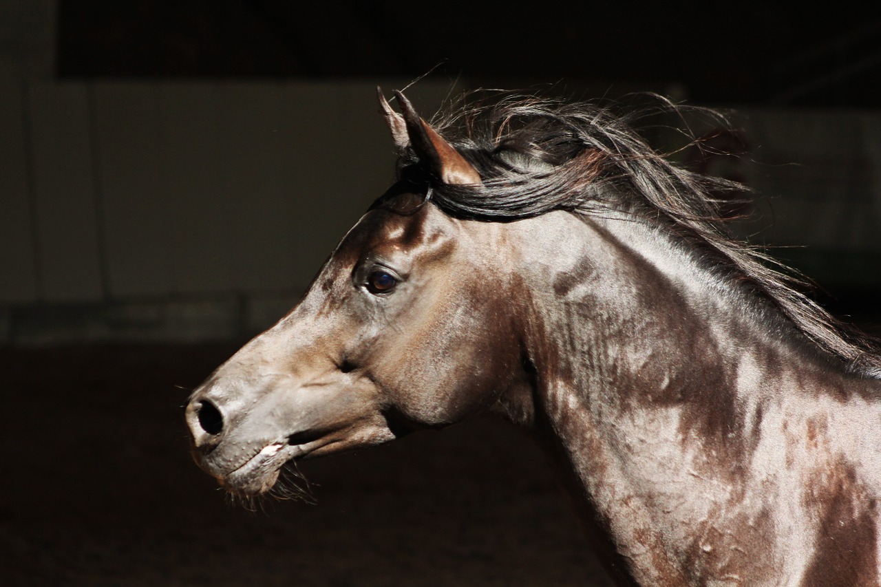 arabs horse thoroughbred arabian free photo