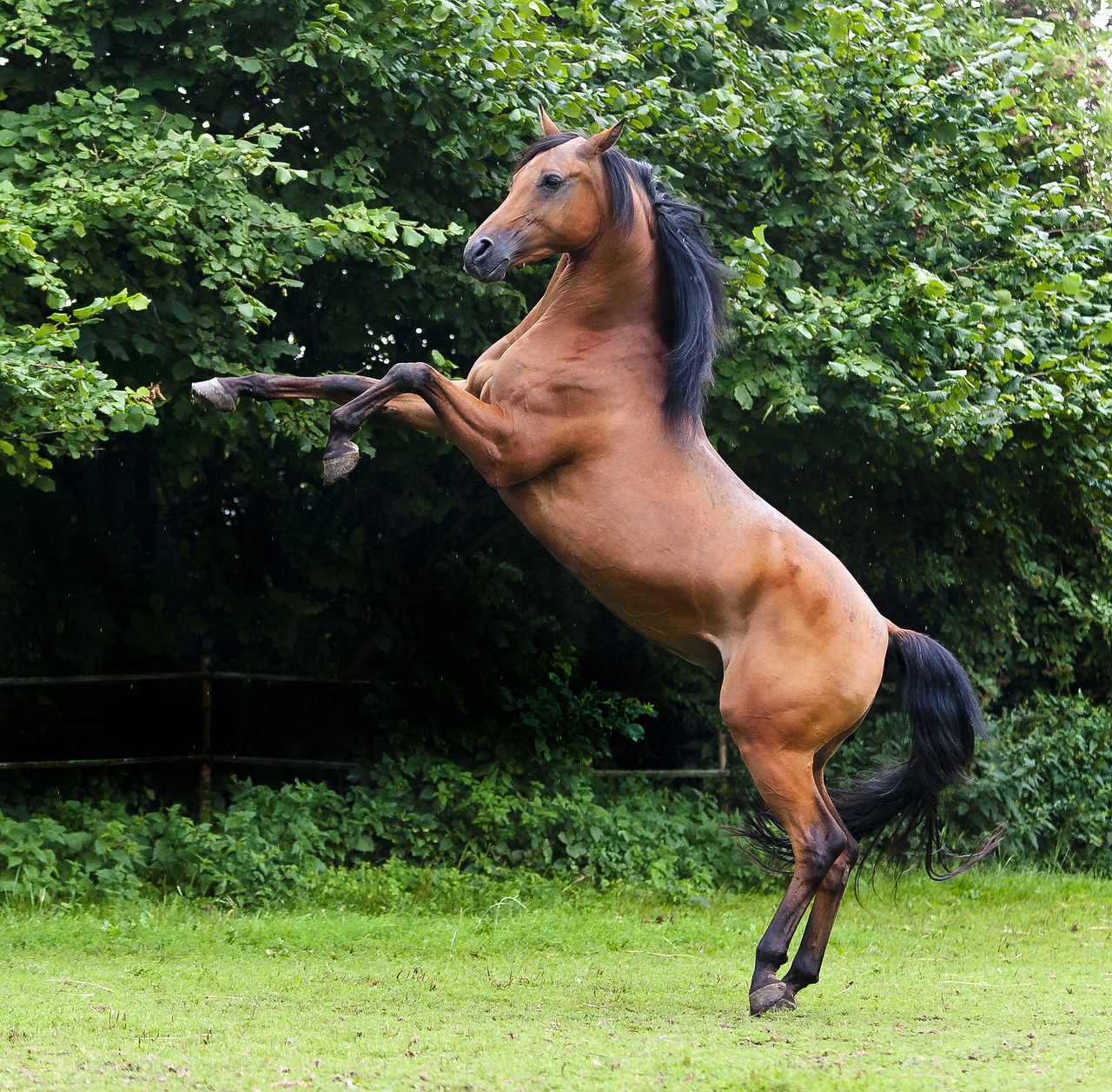 arabs stallion thoroughbred arabian free photo