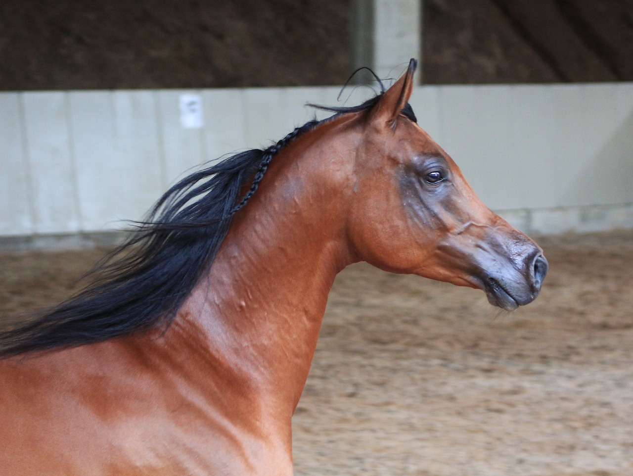 arabs horse stallion free photo