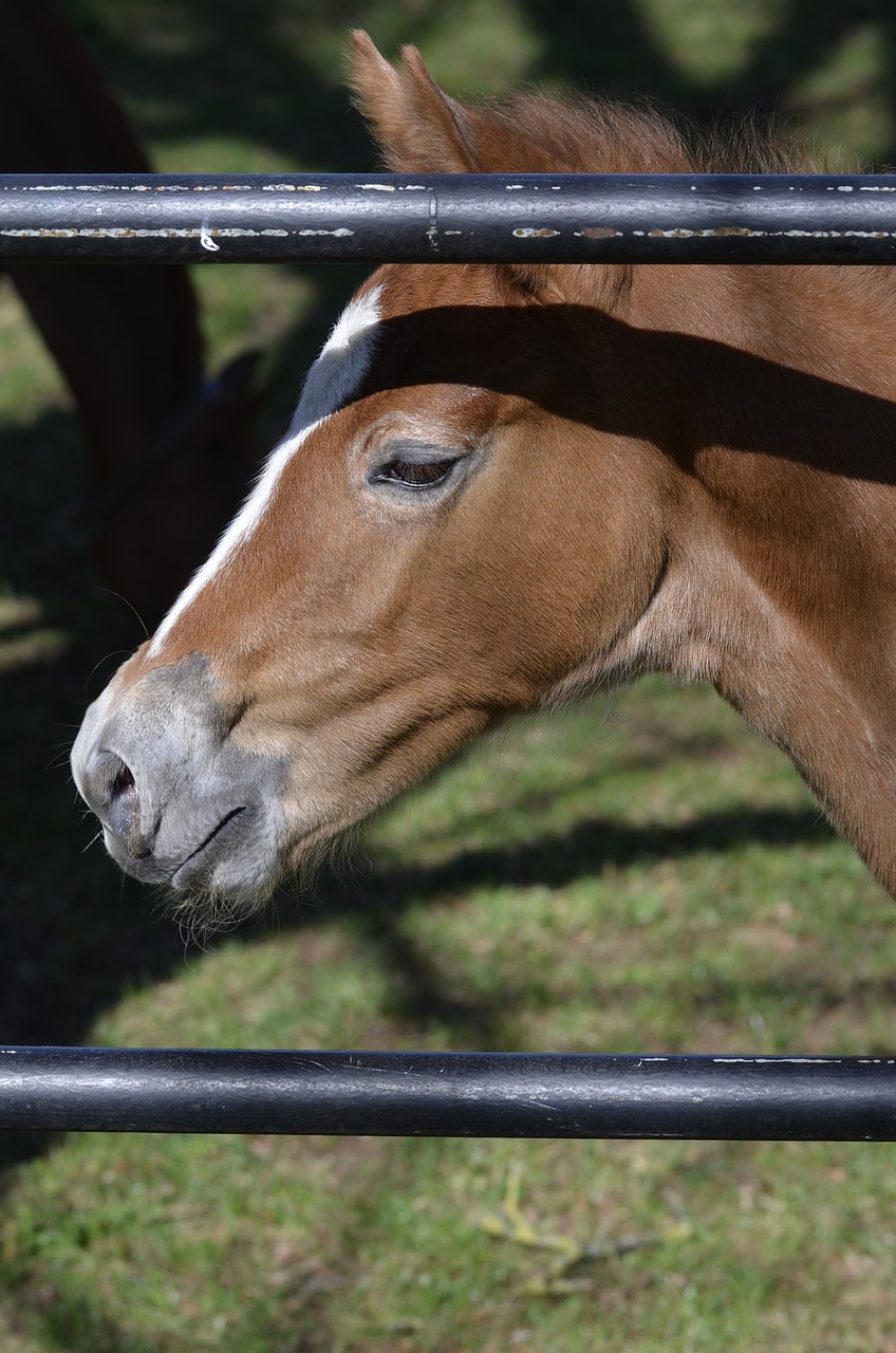 arabs  main and state stud marbach  thoroughbred arabian free photo