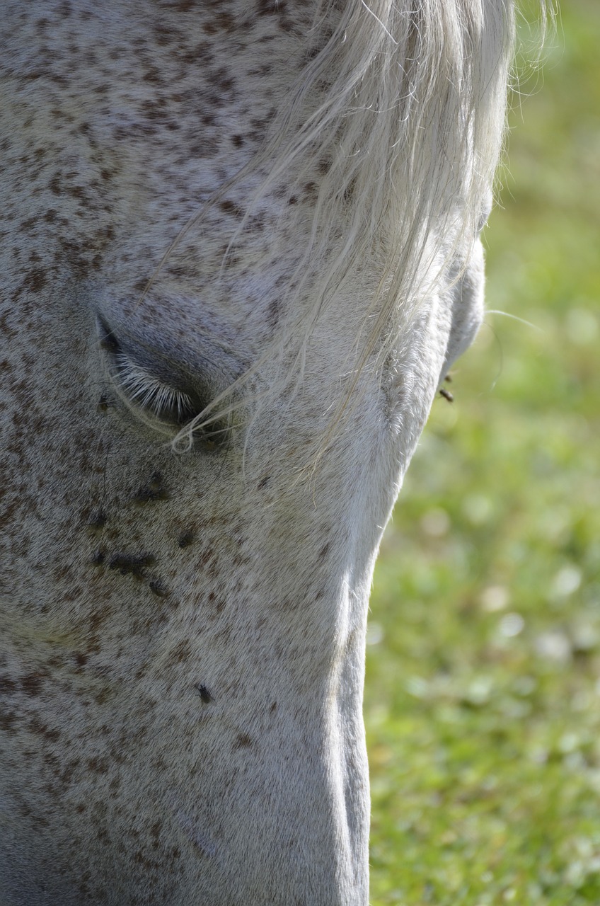 arabs  main and state stud marbach  thoroughbred arabian free photo