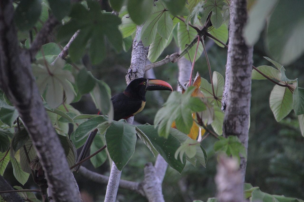 aracari  costa rica  toucan free photo