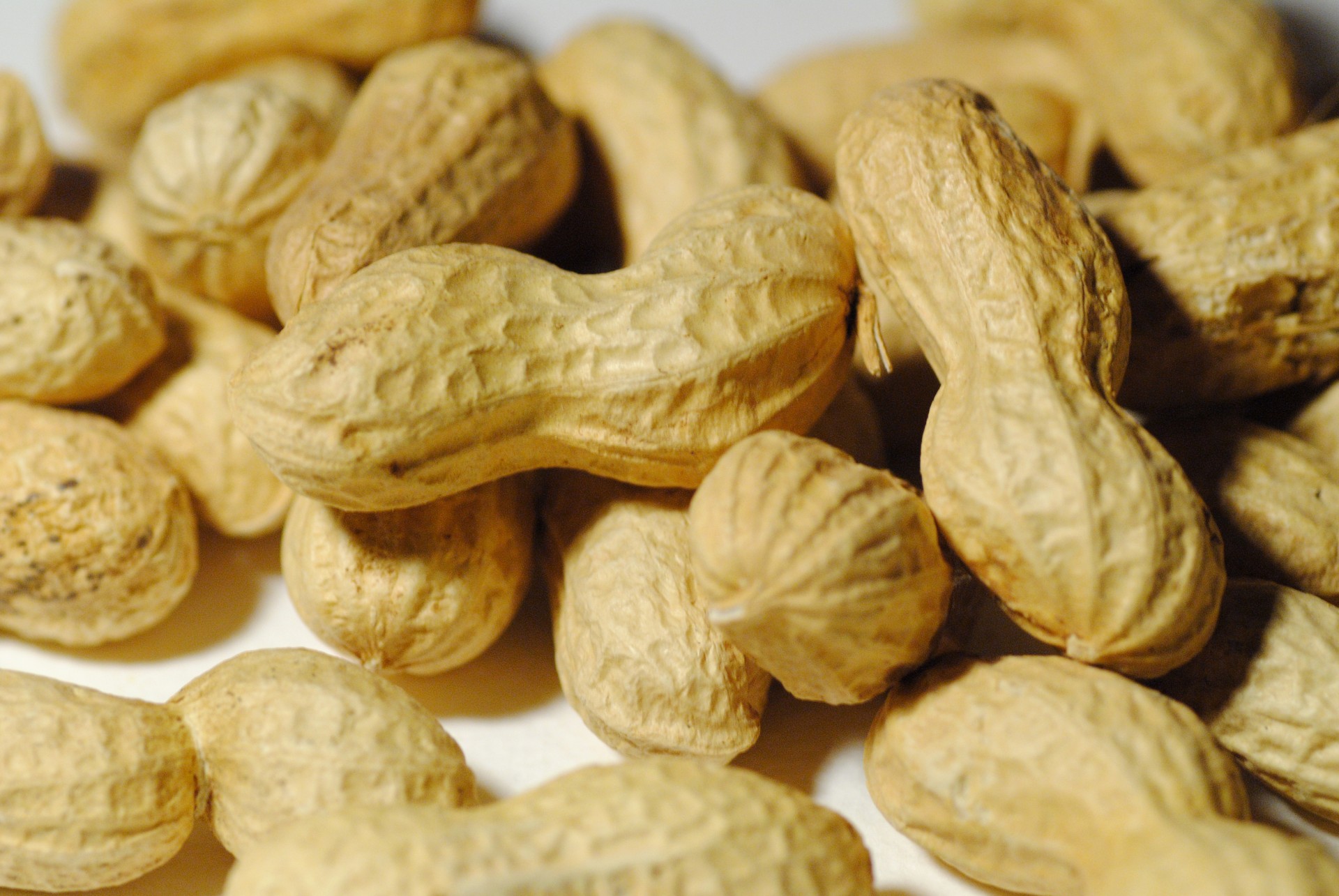 peanut peanuts legume free photo