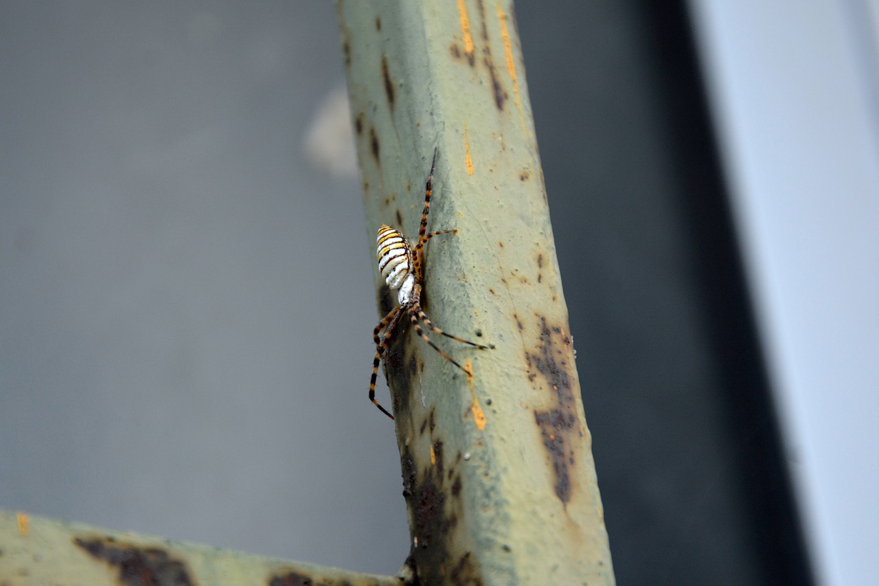arachnid spider tiger insects free photo