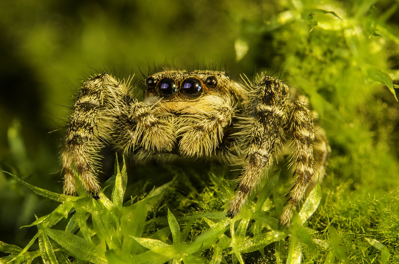 arachnid spider jumping free photo