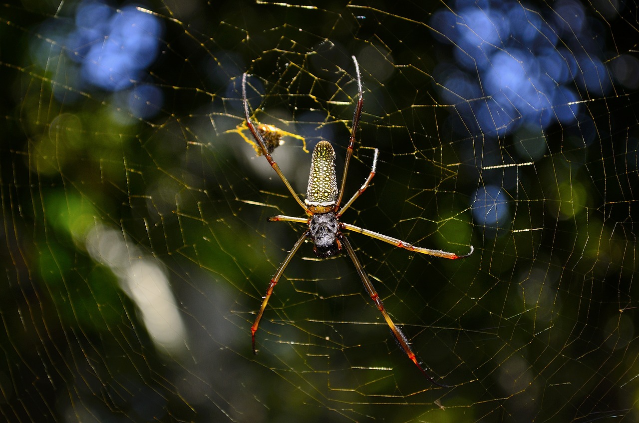 arachnid cobweb color free photo