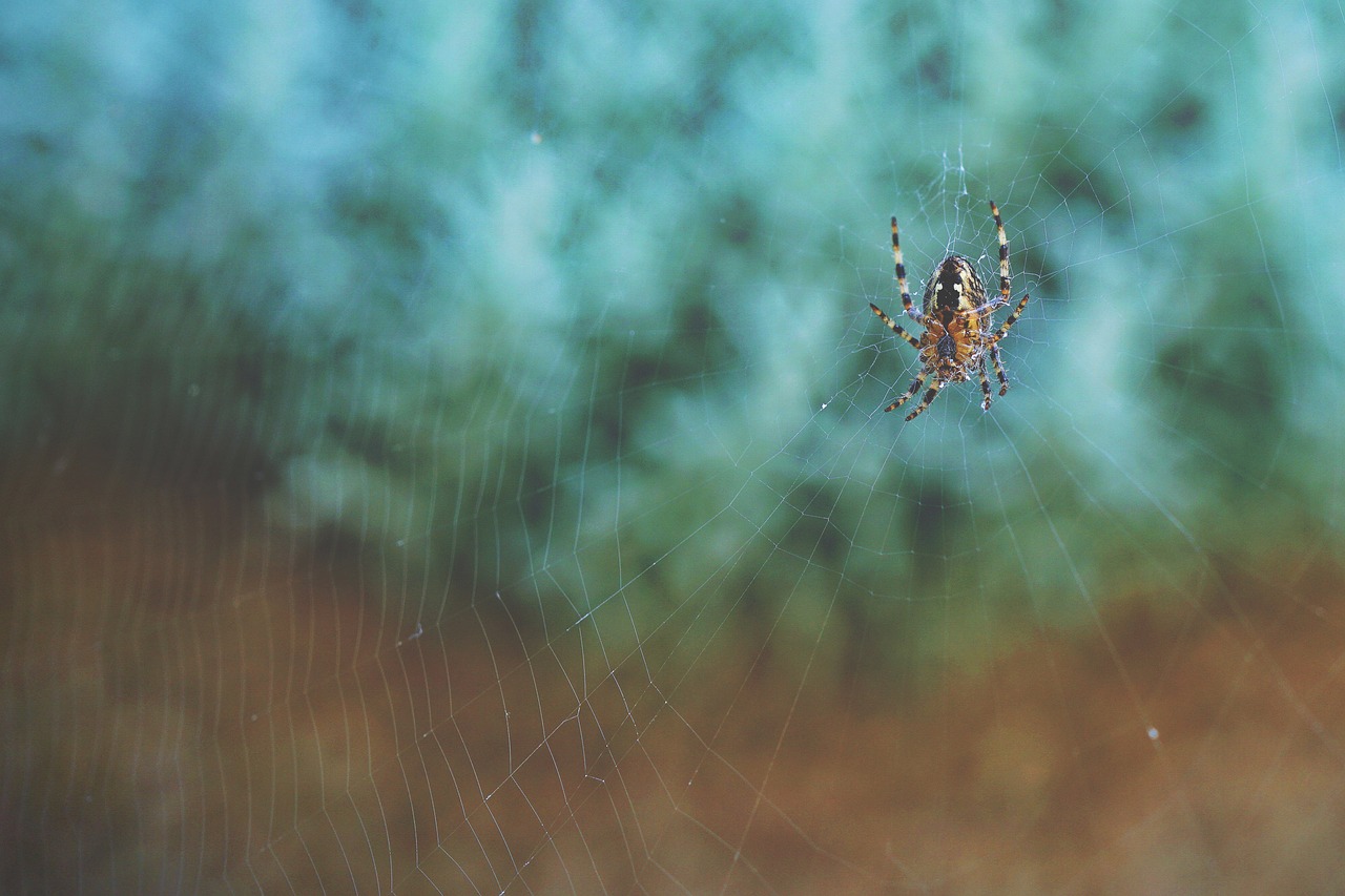 arachnid arthropod cobweb free photo