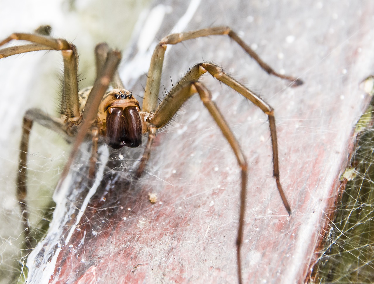 arachnid spider wolf free photo